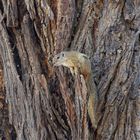 Hörnchen am Okavango