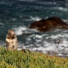 Hörnchen am Strand irgendwo in Oregon - USA