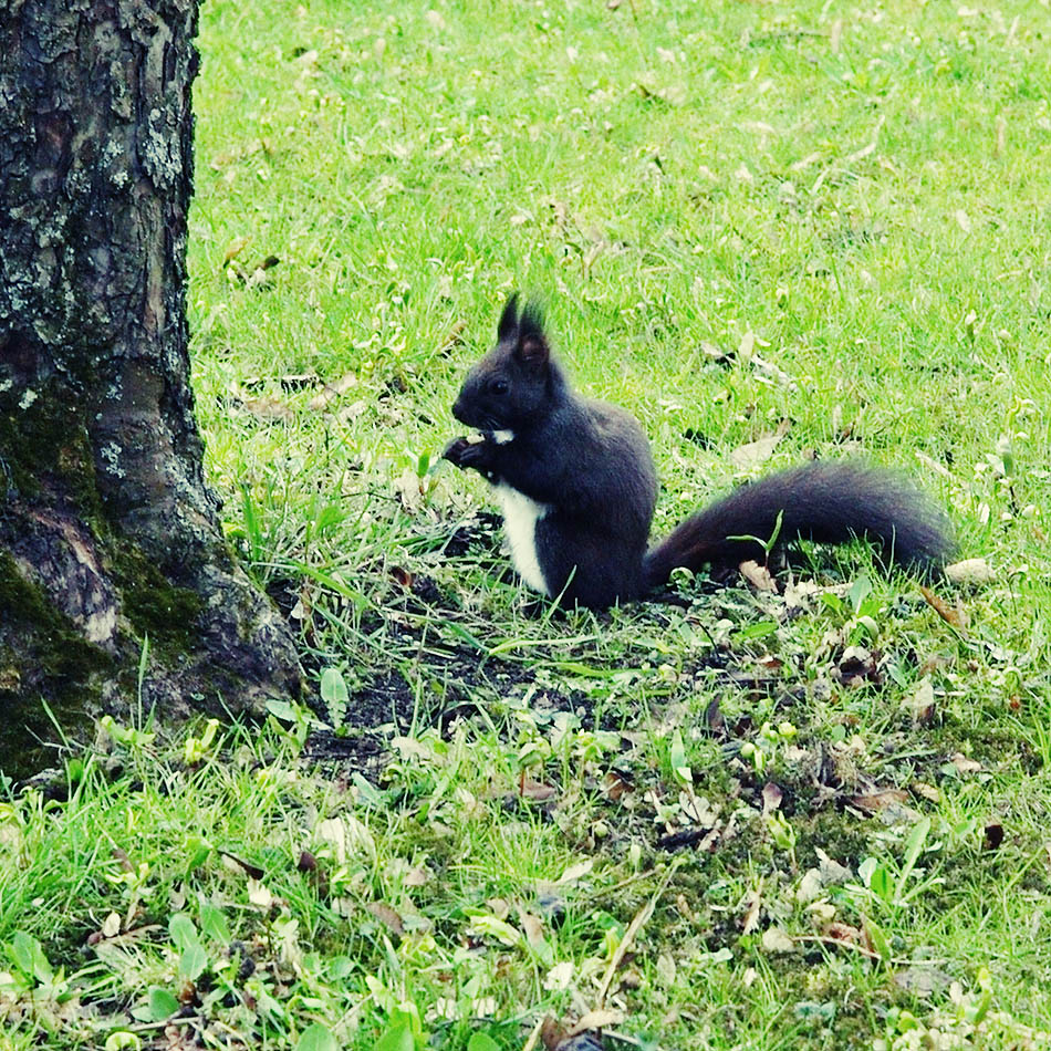 hörnchen an pfosten