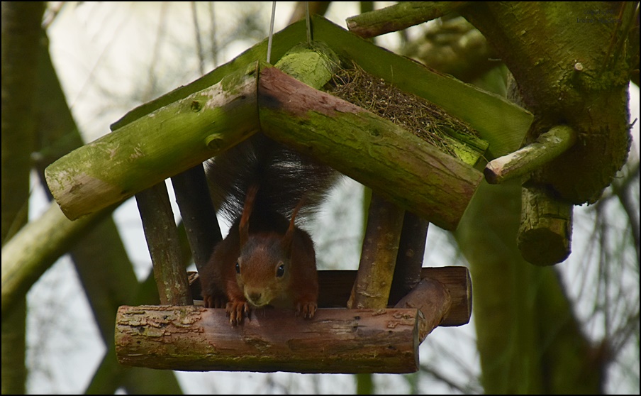 Hörnchen at Home !!!