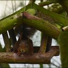 Hörnchen at Home !!!