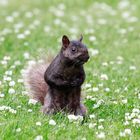 Hörnchen auf Blümchen