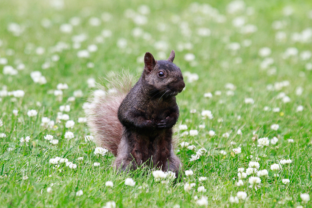 Hörnchen auf Blümchen