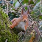 Hörnchen auf dem alten Apfelbaum