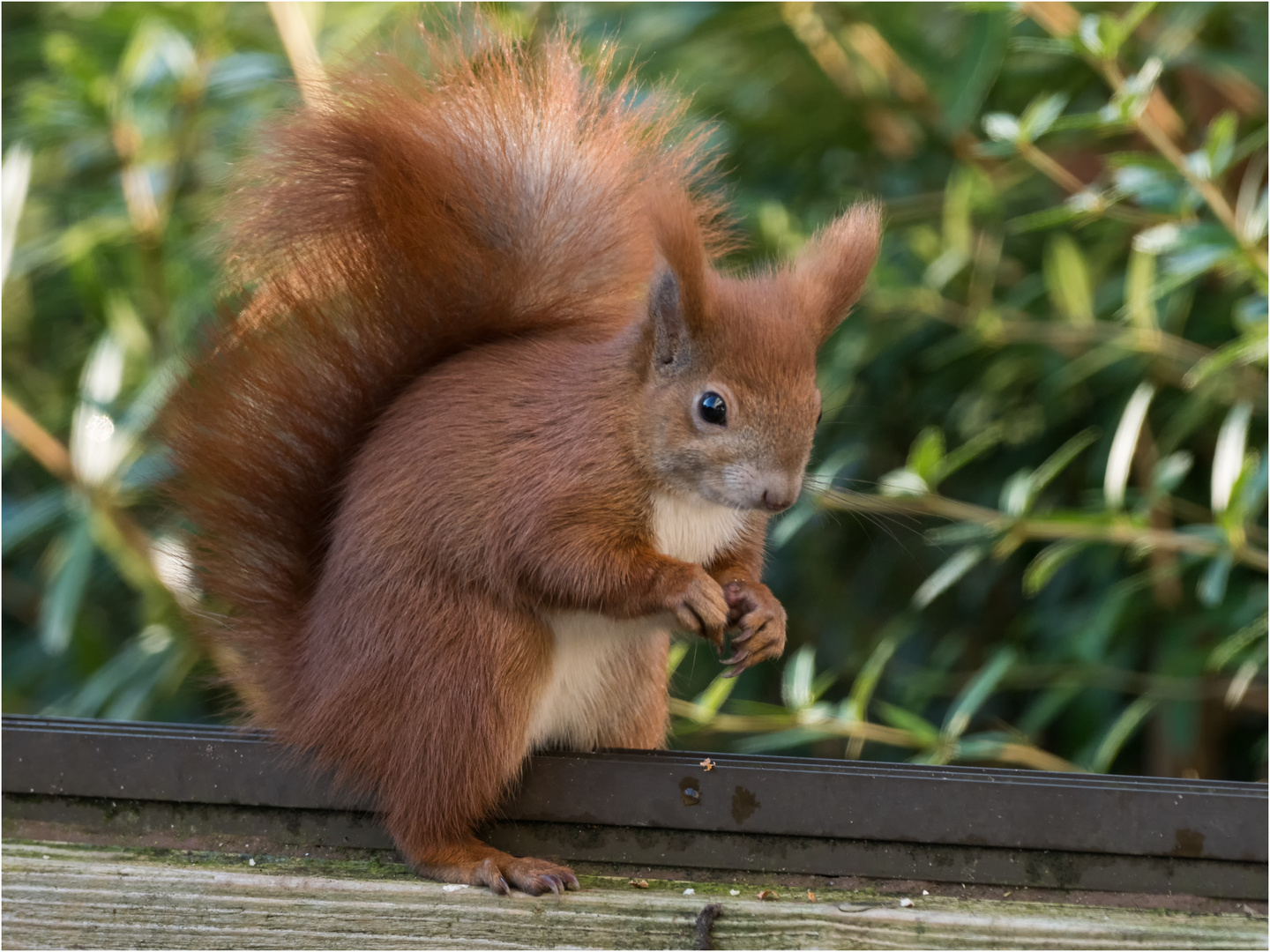 Hörnchen auf dem Alu-Rprofil  .....