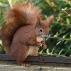 Hörnchen auf dem Alu-Rprofil  .....