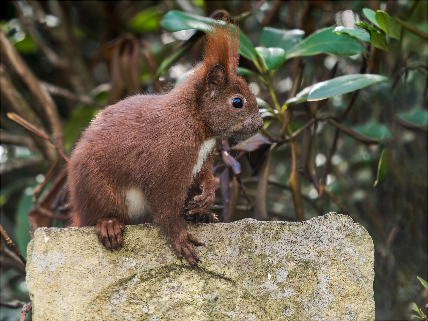 Hörnchen auf dem Sandstein  .....