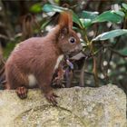 Hörnchen auf dem Sandstein  .....