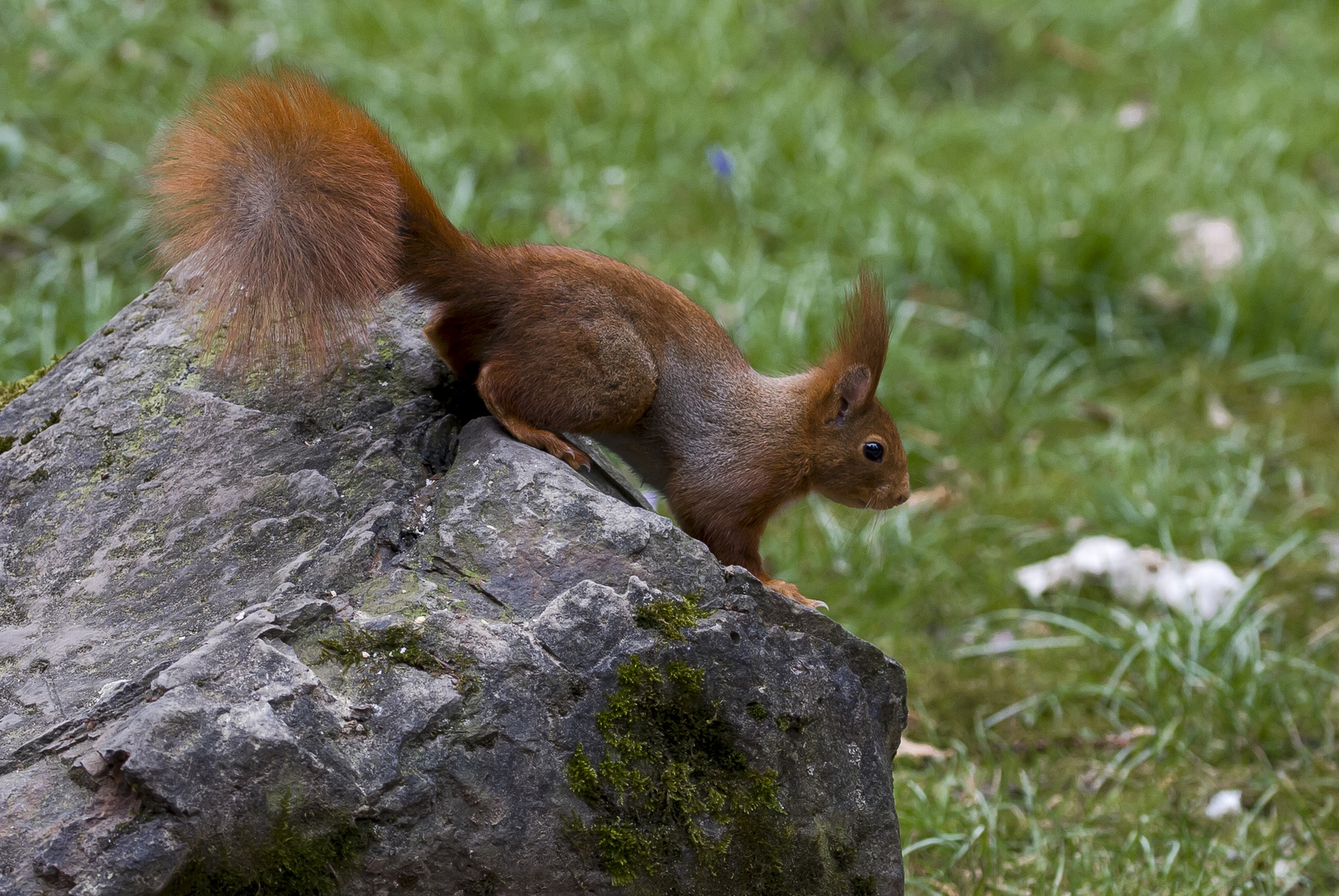 Hörnchen auf dem Stein...