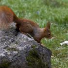 Hörnchen auf dem Stein...