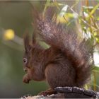 Hörnchen auf der Baumscheibe  .....