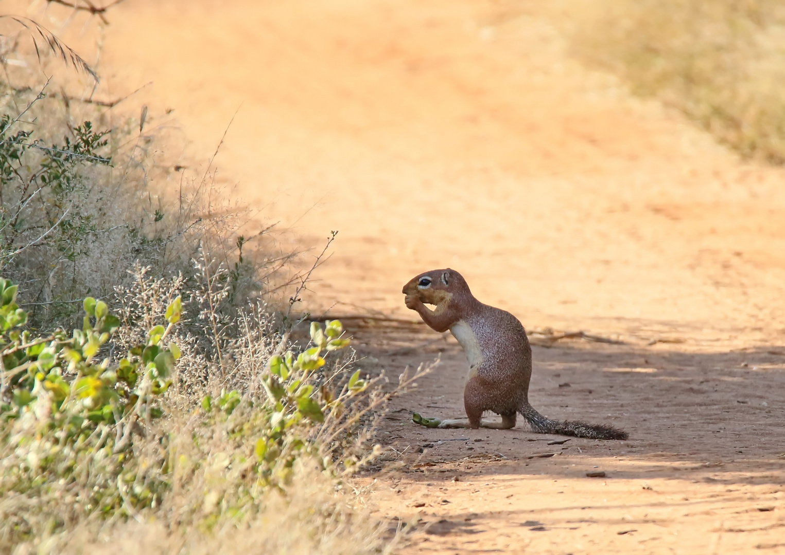 Hörnchen auf der Fahrspur