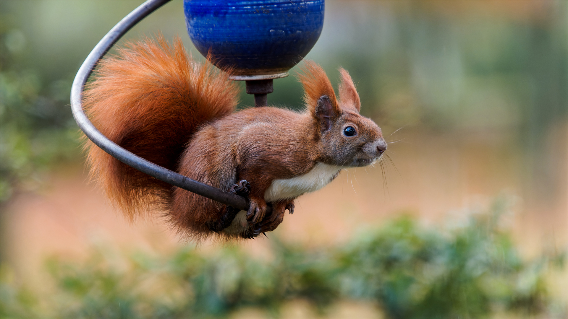 Hörnchen auf der Keramik-Schwinge  .....