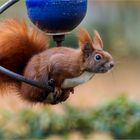 Hörnchen auf der Keramik-Schwinge  .....