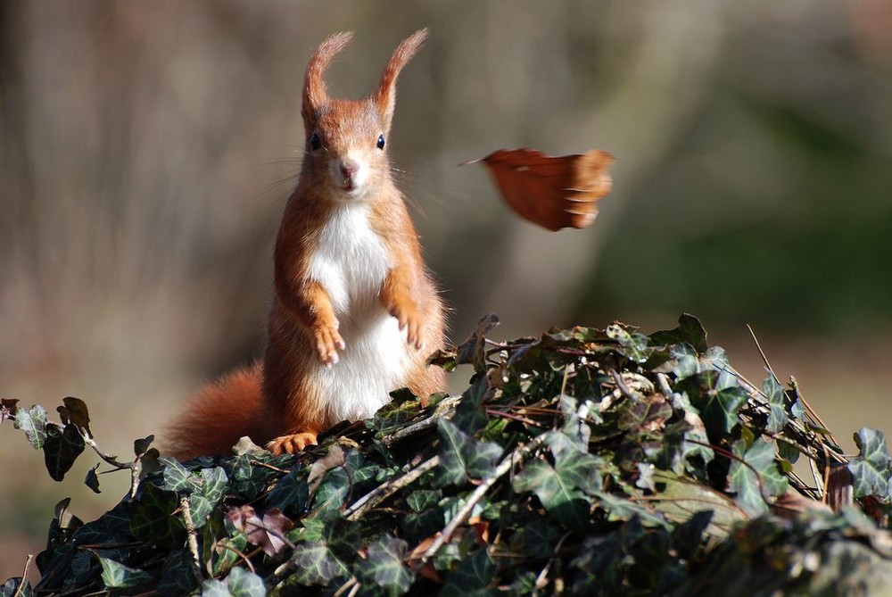 Hörnchen auf der Luvseite ;-)