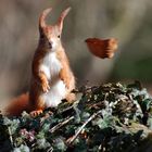 Hörnchen auf der Luvseite ;-)