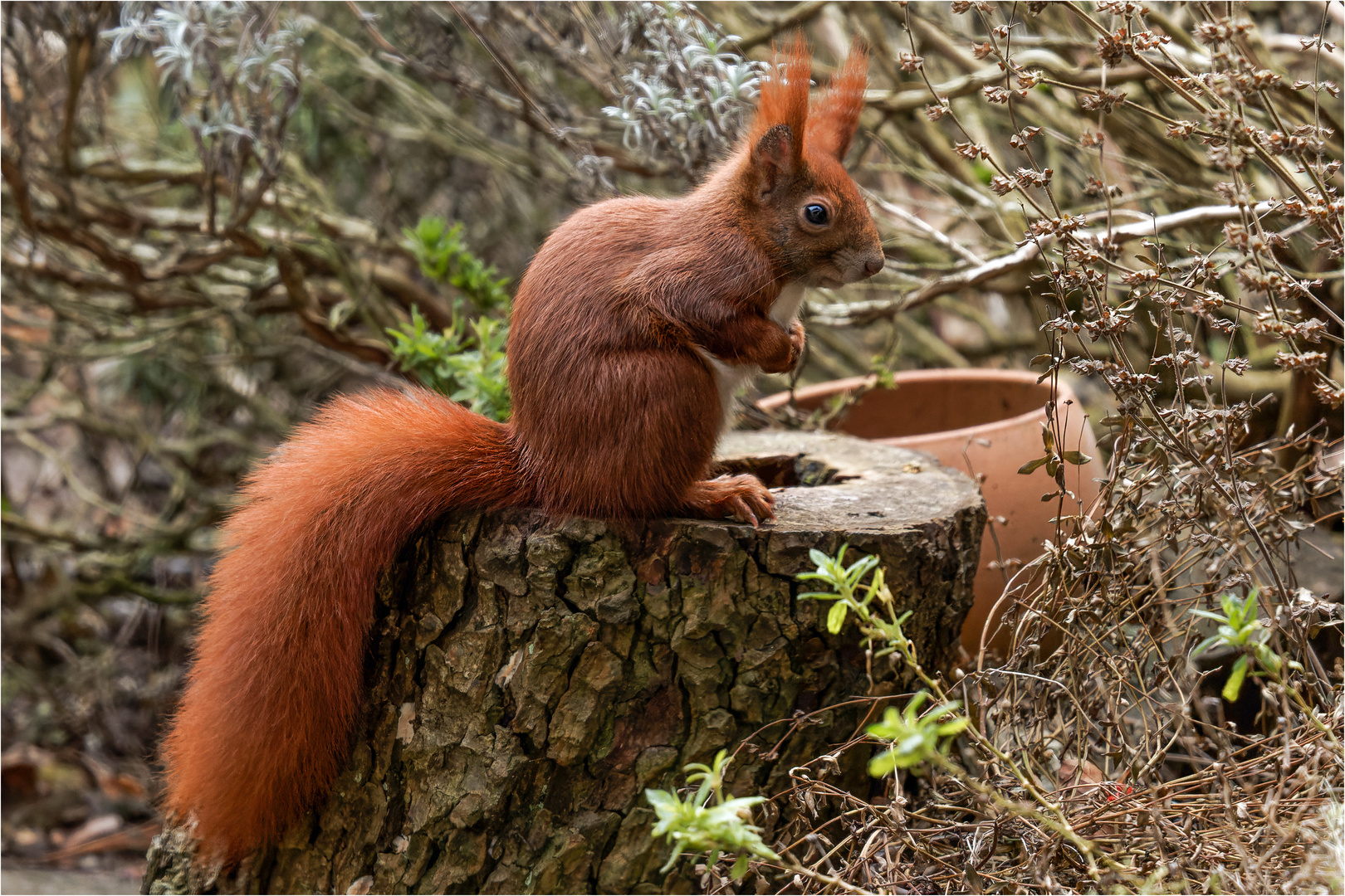 Hörnchen auf einer Baumscheibe  .....