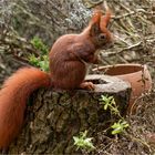 Hörnchen auf einer Baumscheibe  .....