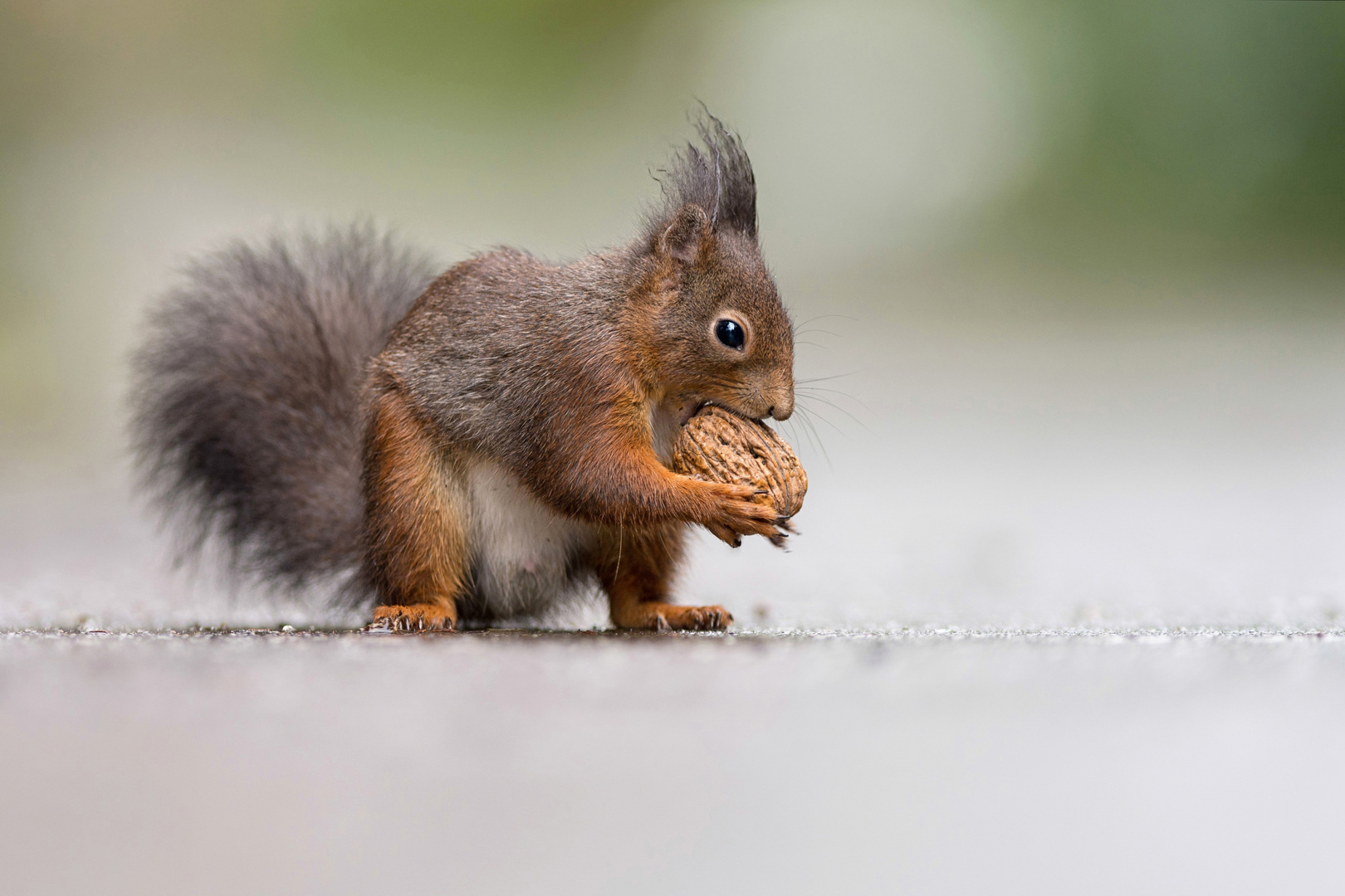 Hörnchen auf Eis...