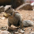 Hörnchen auf Fuerteventura