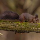 Hörnchen auf Futtersuche