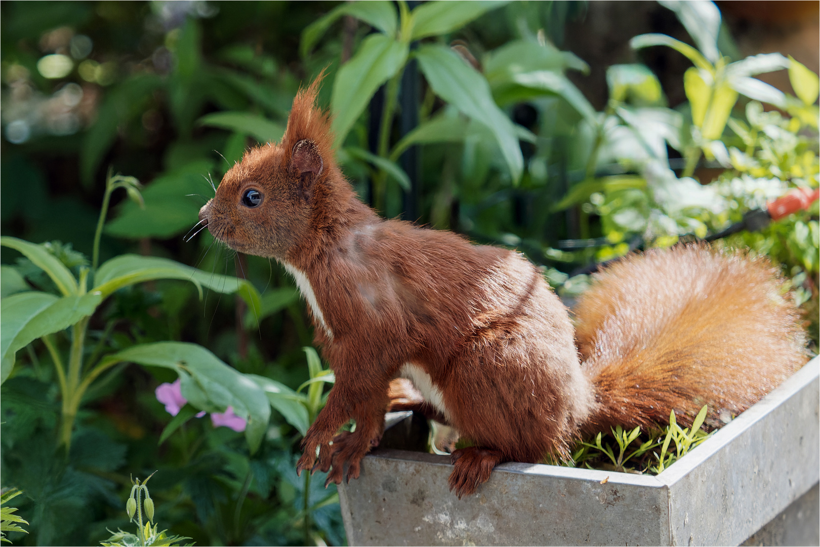 Hörnchen auf Zink-Blumenkasten  .....