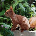 Hörnchen auf Zink-Blumenkasten  .....