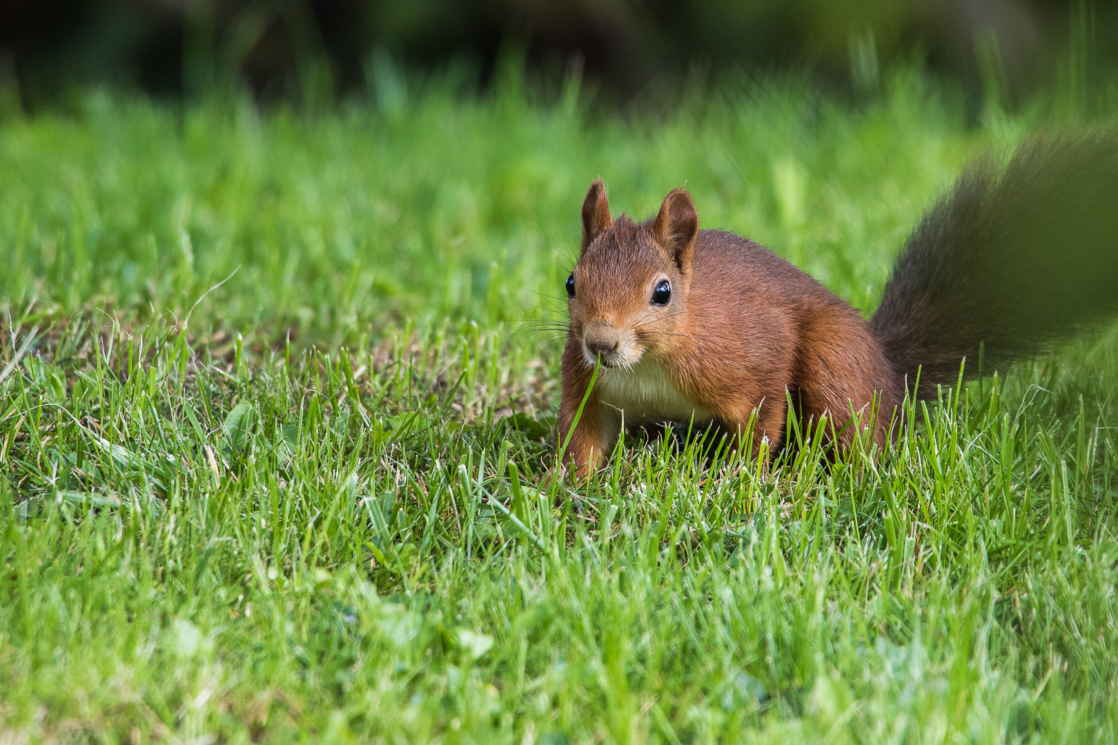 Hörnchen... Foto & Bild tiere, wildlife, säugetiere Bilder auf