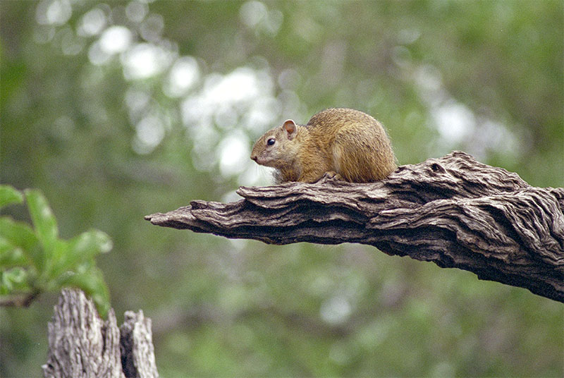 Hörnchen