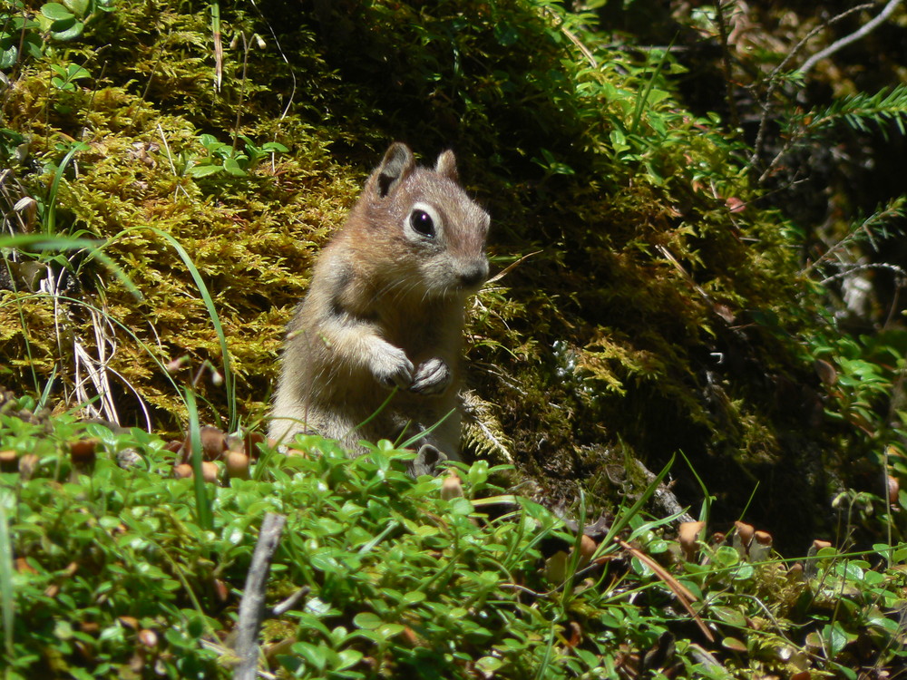 Hörnchen