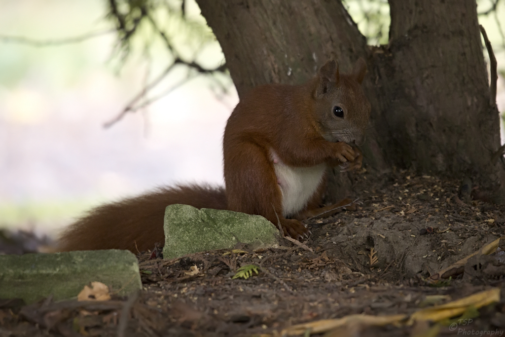 Hörnchen