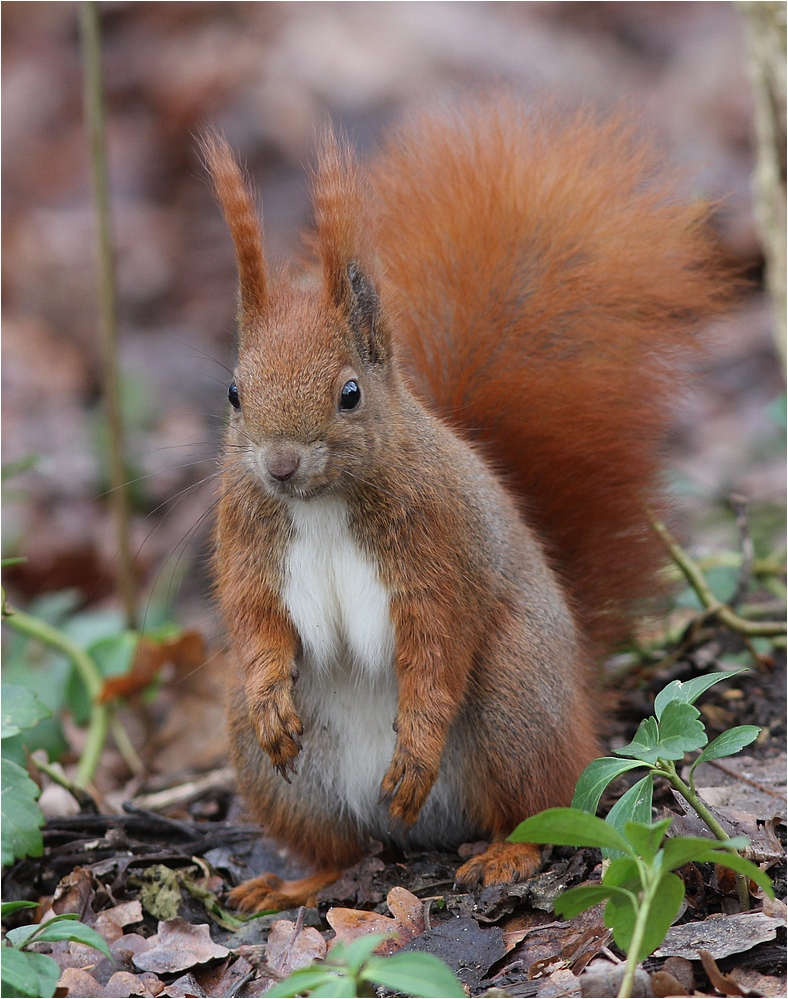 Hörnchen