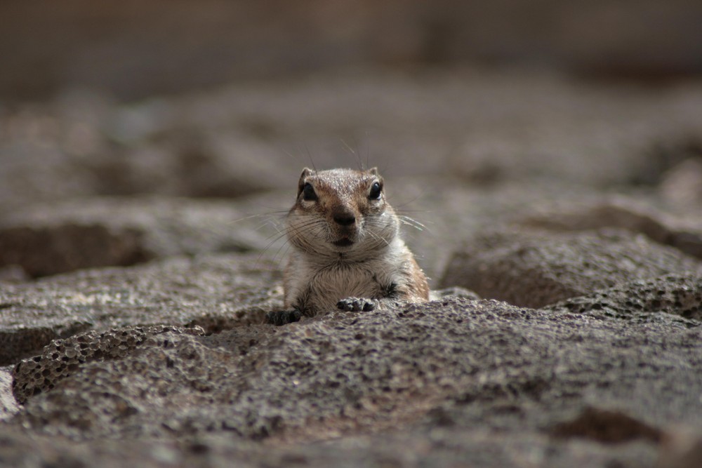 Hörnchen