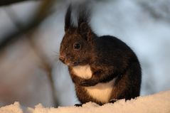 Hörnchen bei -15 °C