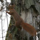 Hörnchen bei der Arbeit !