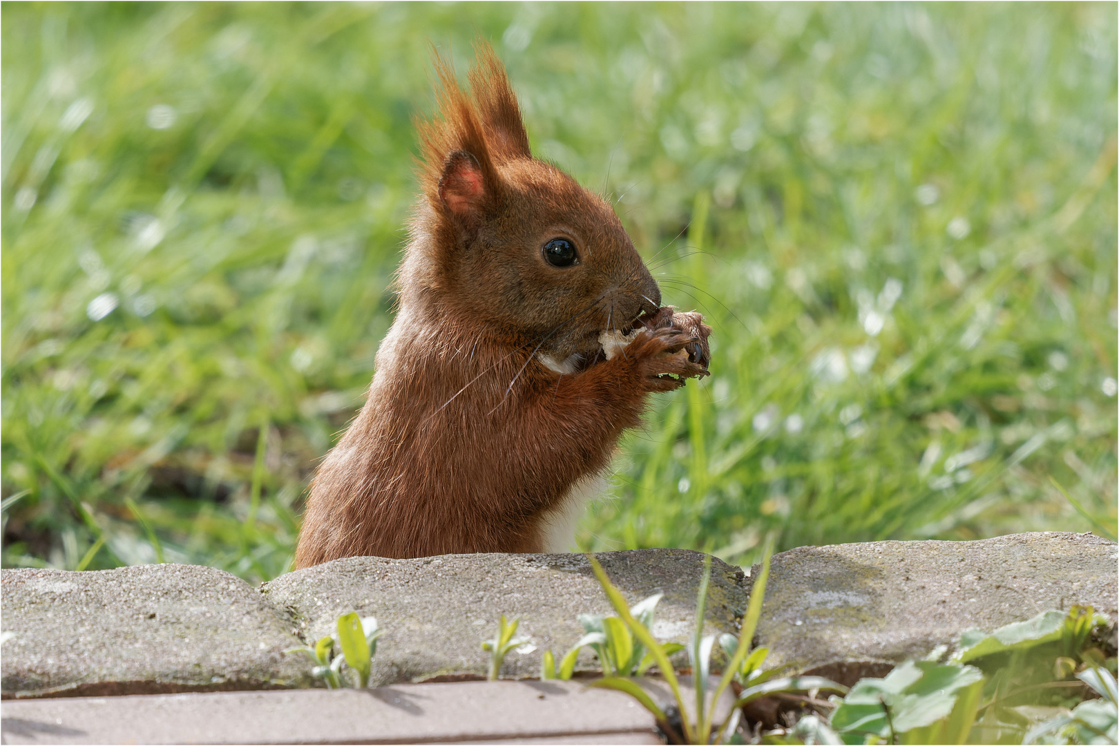 Hörnchen bei seiner Lieblingsbeschäftigung  .....