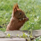 Hörnchen bei seiner Lieblingsbeschäftigung  .....