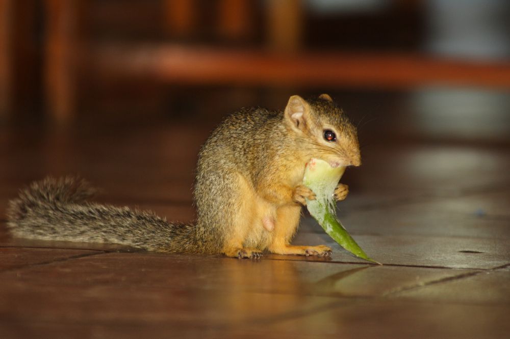 Hörnchen beim Frühstück