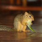 Hörnchen beim Frühstück