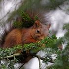 Hörnchen beim Mahl