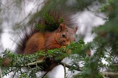 Hörnchen beim Mahl