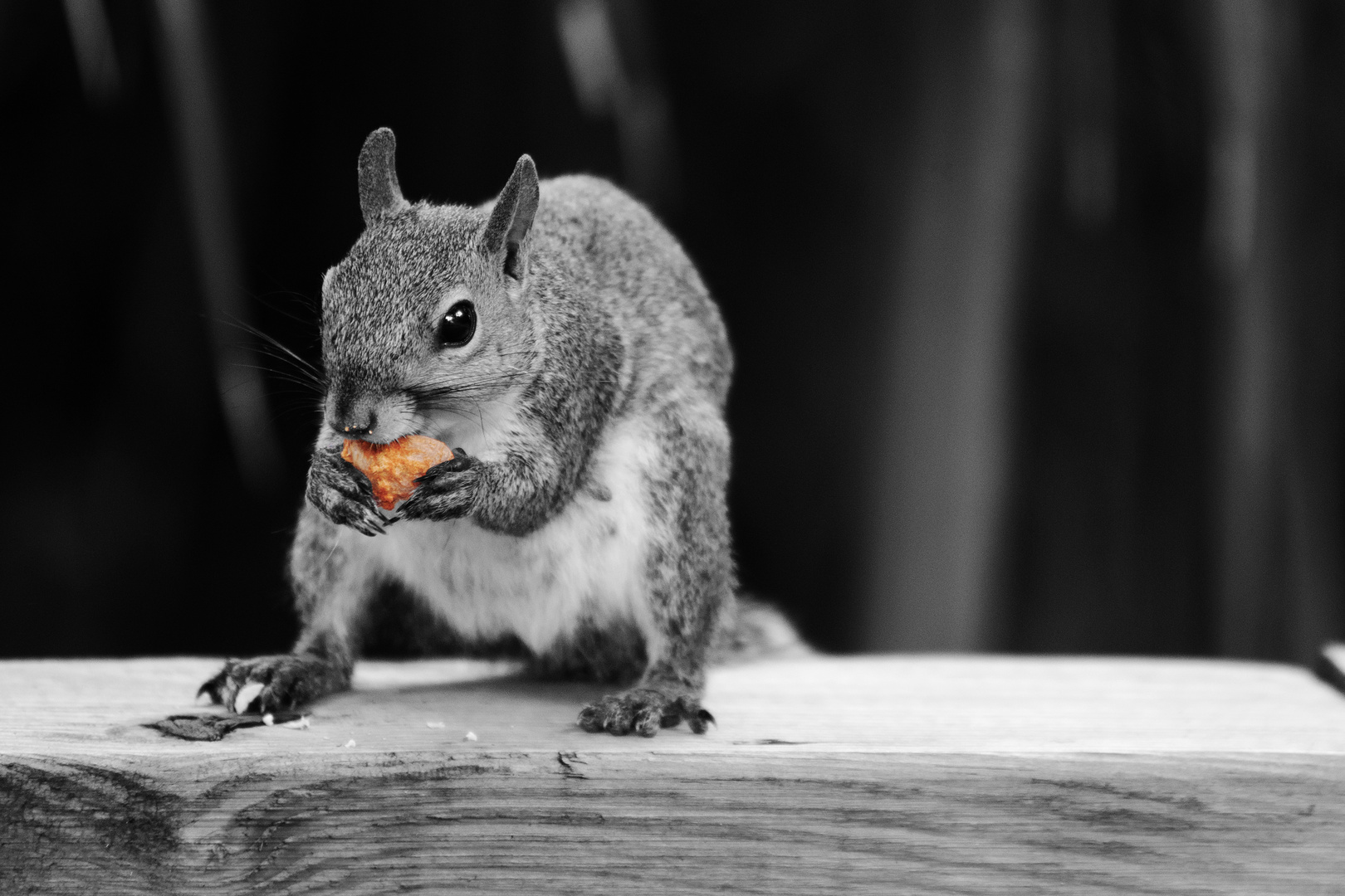 Hörnchen beim Speisen