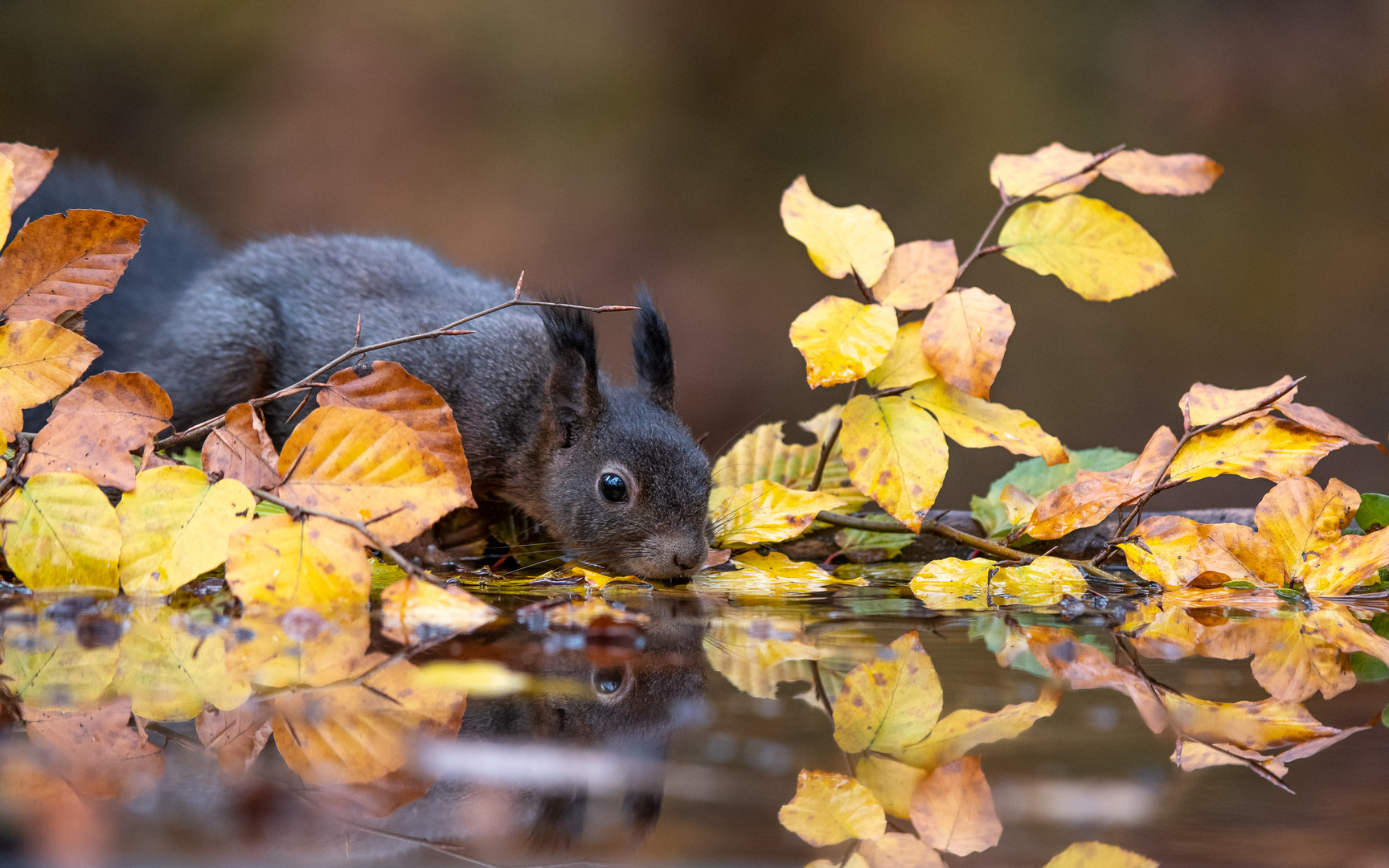 Hörnchen beim trinken