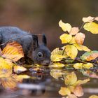 Hörnchen beim trinken