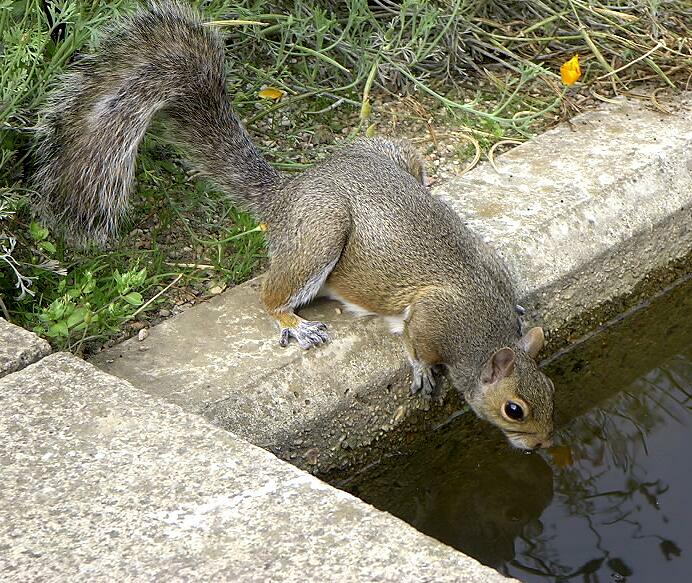 Hörnchen beim Trinken