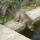 Hörnchen beim Trinken