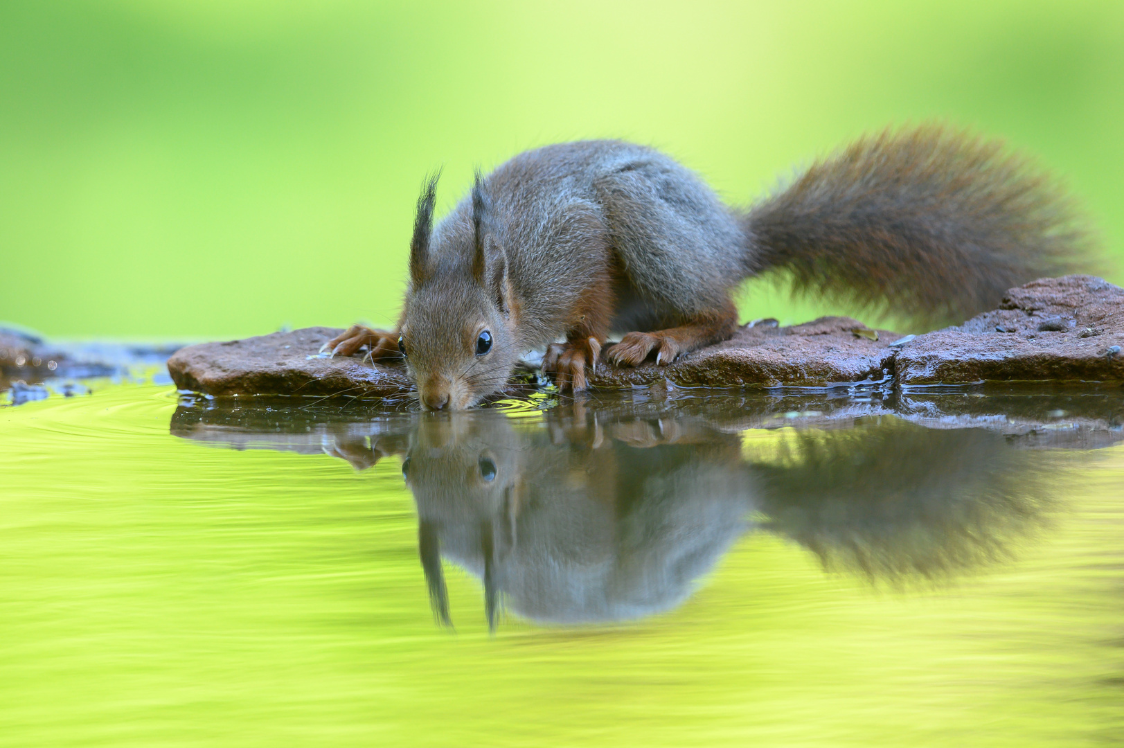 Hörnchen beim trinken