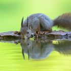 Hörnchen beim trinken