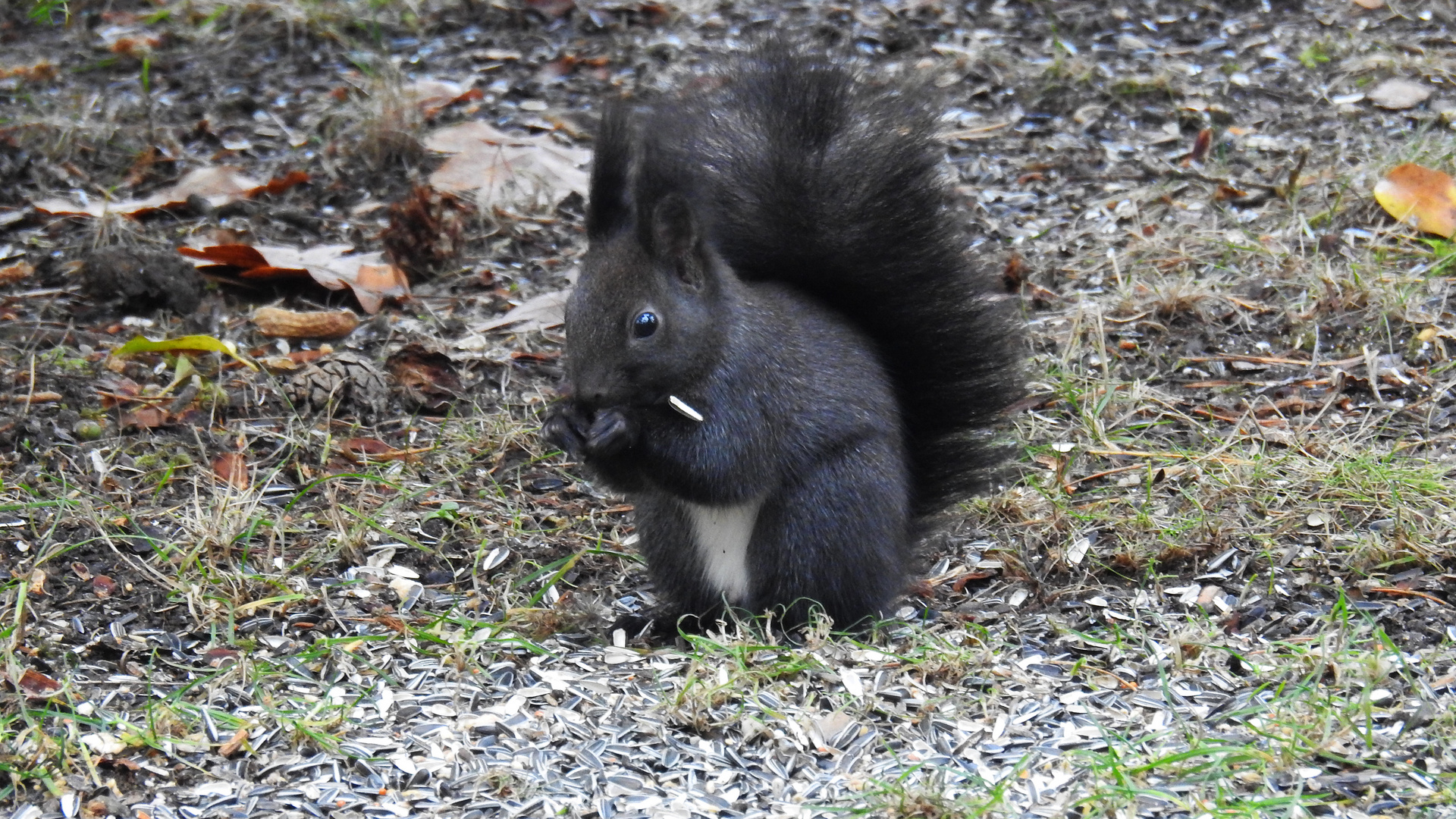 Hörnchen