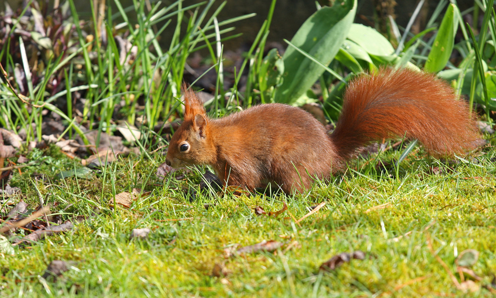 Hörnchen